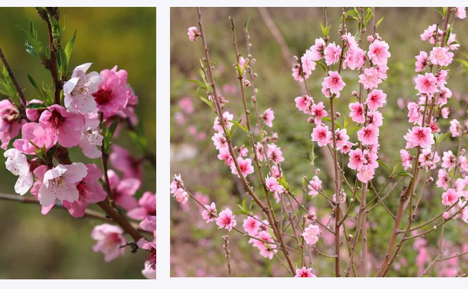 玄都观桃花刘禹锡古诗的意思